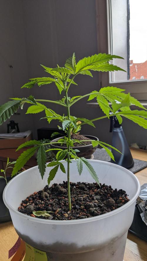 WINDOWSILL | Matanuska. Week 8