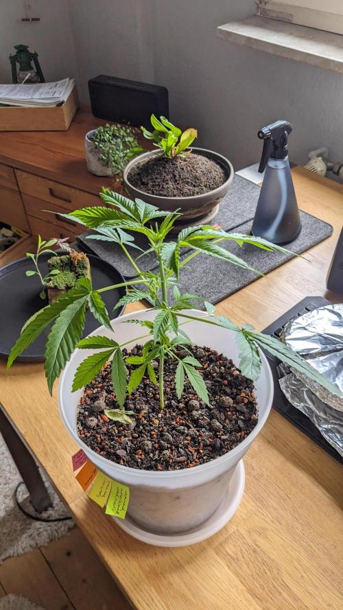 WINDOWSILL | Matanuska. Week 8