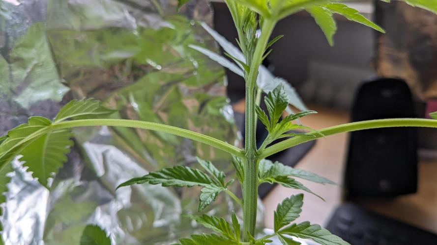 WINDOWSILL | Matanuska. Week 8