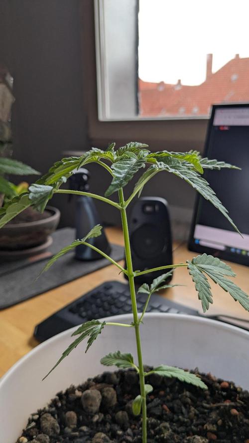 WINDOWSILL | Matanuska. Week 8