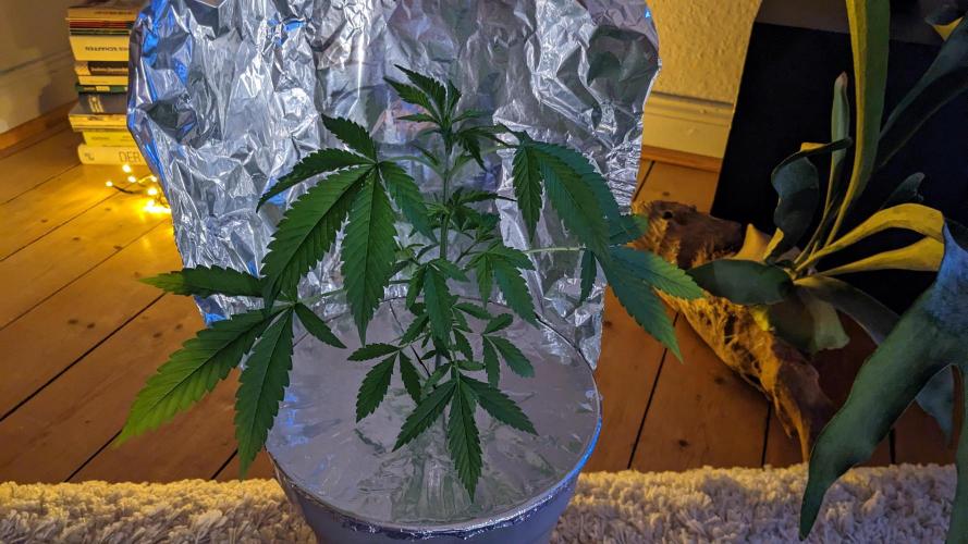 WINDOWSILL | Matanuska. Week 8