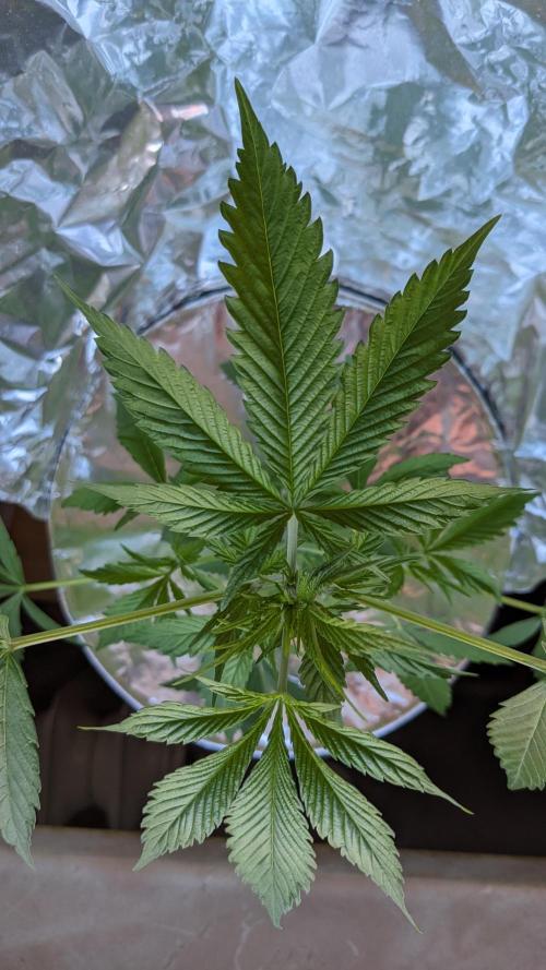 WINDOWSILL | Matanuska. Week 8