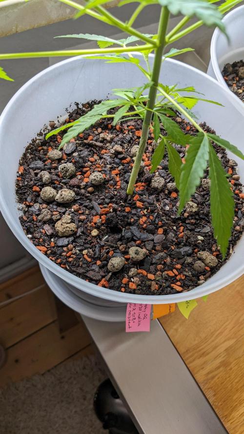 WINDOWSILL | Matanuska. Week 8