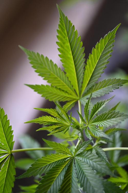 WINDOWSILL | Matanuska. Week 8