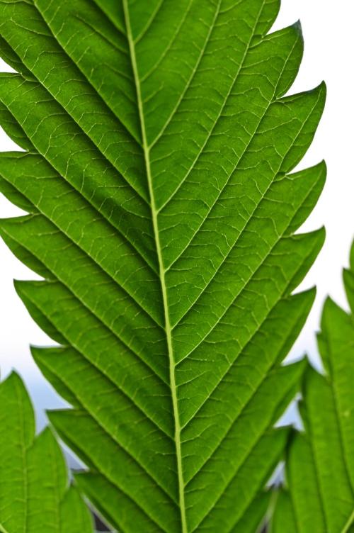 WINDOWSILL | Matanuska. Week 8