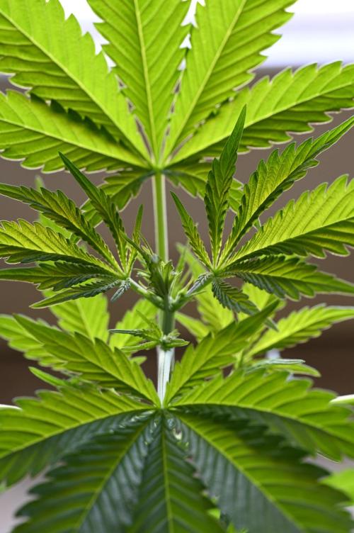 WINDOWSILL | Matanuska. Week 8