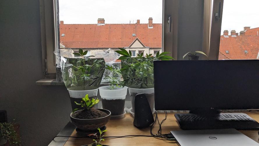 WINDOWSILL | Matanuska. Week 9