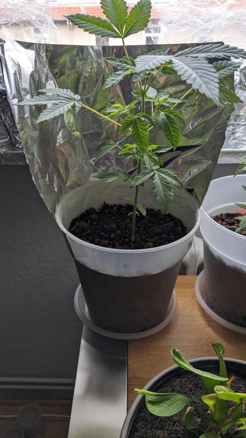 WINDOWSILL | Matanuska. Week 9