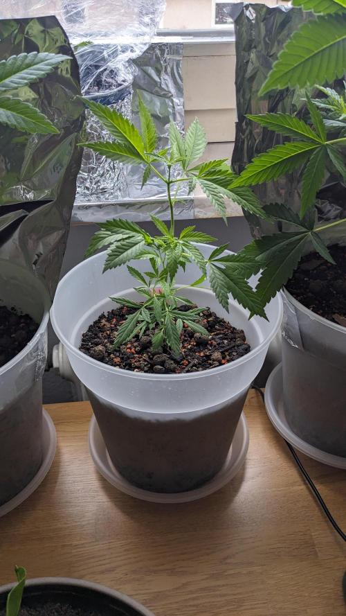 WINDOWSILL | Matanuska. Week 9