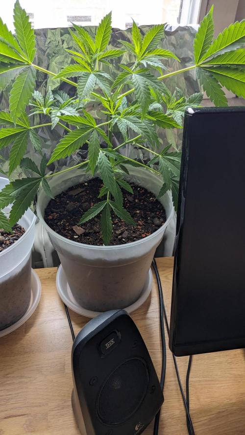 WINDOWSILL | Matanuska. Week 9