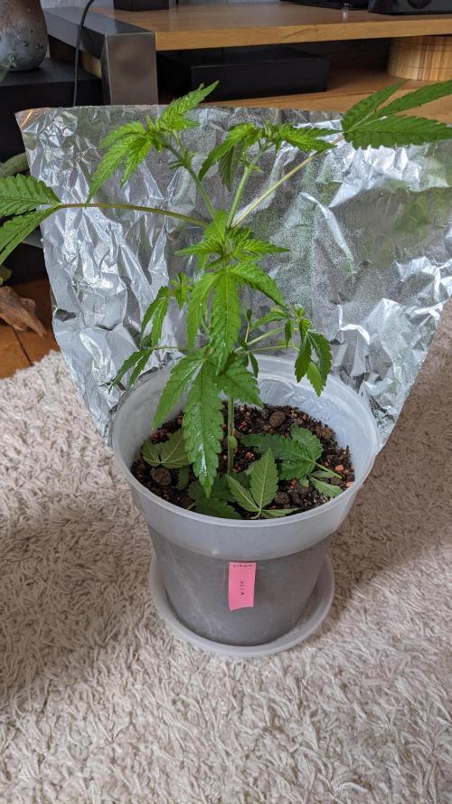 WINDOWSILL | Matanuska. Week 9