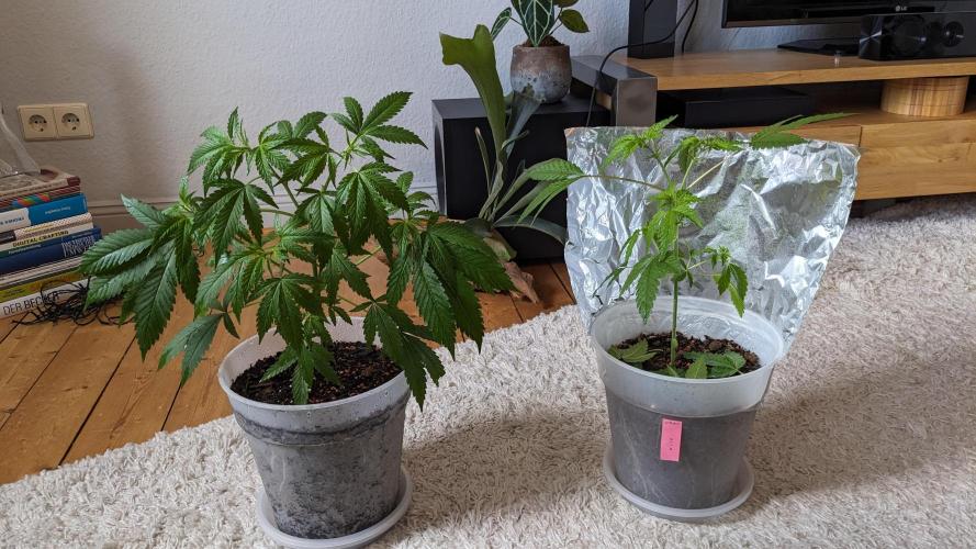 WINDOWSILL | Matanuska. Week 9