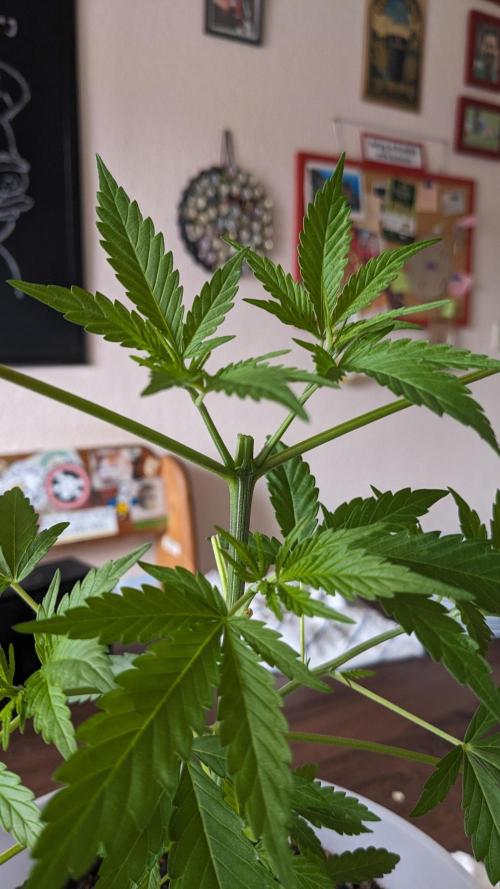 WINDOWSILL | Matanuska. Week 9