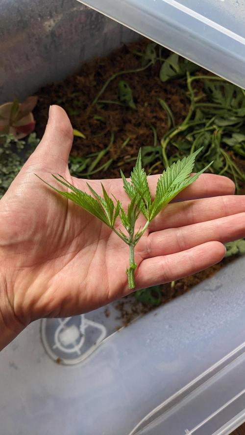 WINDOWSILL | Matanuska. Week 9