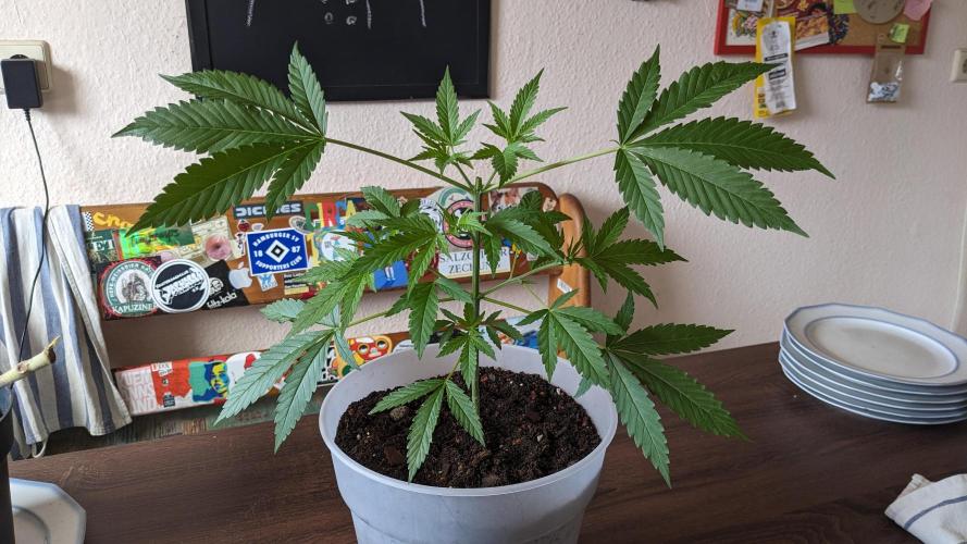 WINDOWSILL | Matanuska. Week 9