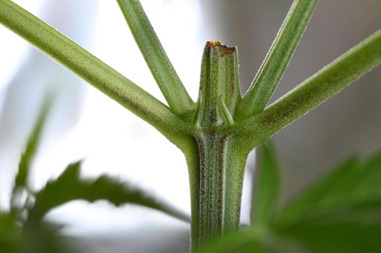 WINDOWSILL | Matanuska. Week 9