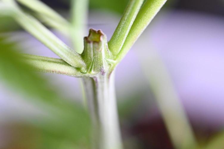 WINDOWSILL | Matanuska. Week 9