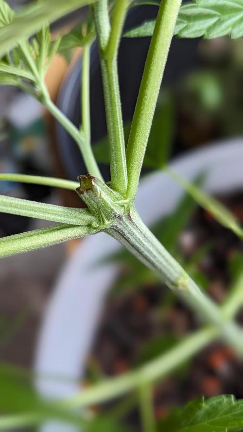 WINDOWSILL | Matanuska. Week 9