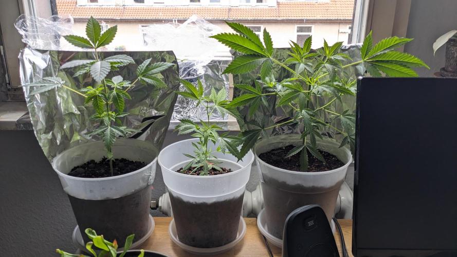 WINDOWSILL | Matanuska. Week 9