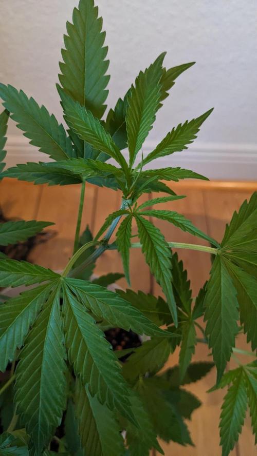 WINDOWSILL | Matanuska. Week 10