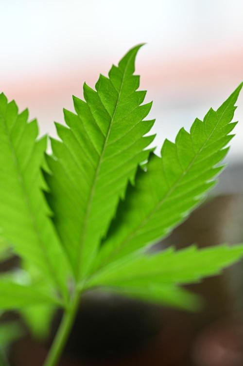 WINDOWSILL | Matanuska. Week 10