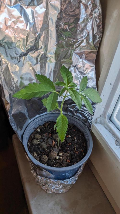 WINDOWSILL | Matanuska. Week 10