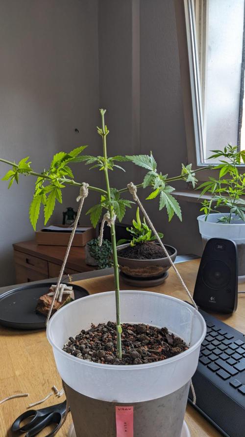 WINDOWSILL | Matanuska. Week 11