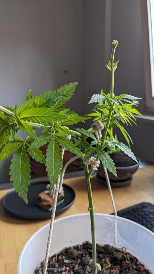 WINDOWSILL | Matanuska. Week 11