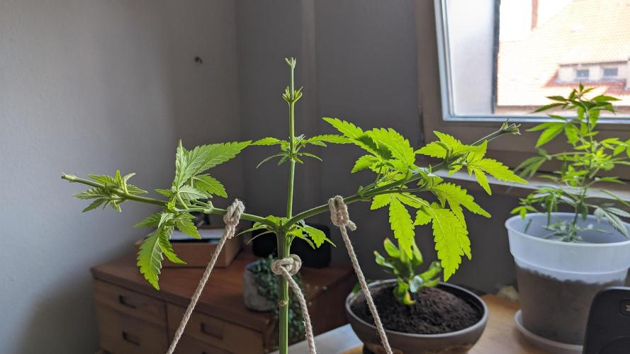 WINDOWSILL | Matanuska. Week 11