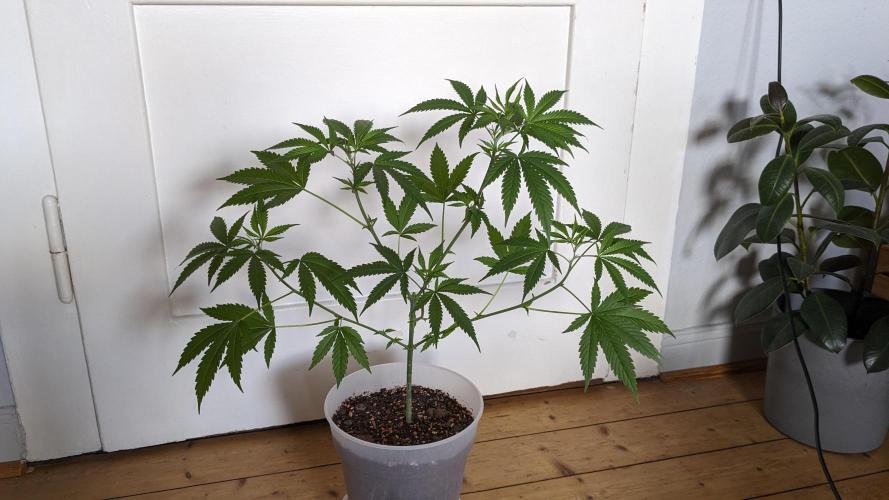 WINDOWSILL | Matanuska. Week 11