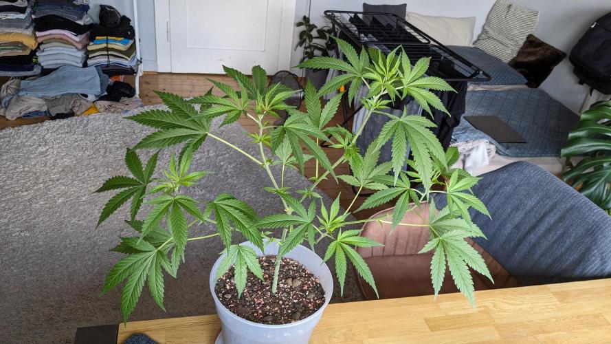 WINDOWSILL | Matanuska. Week 11