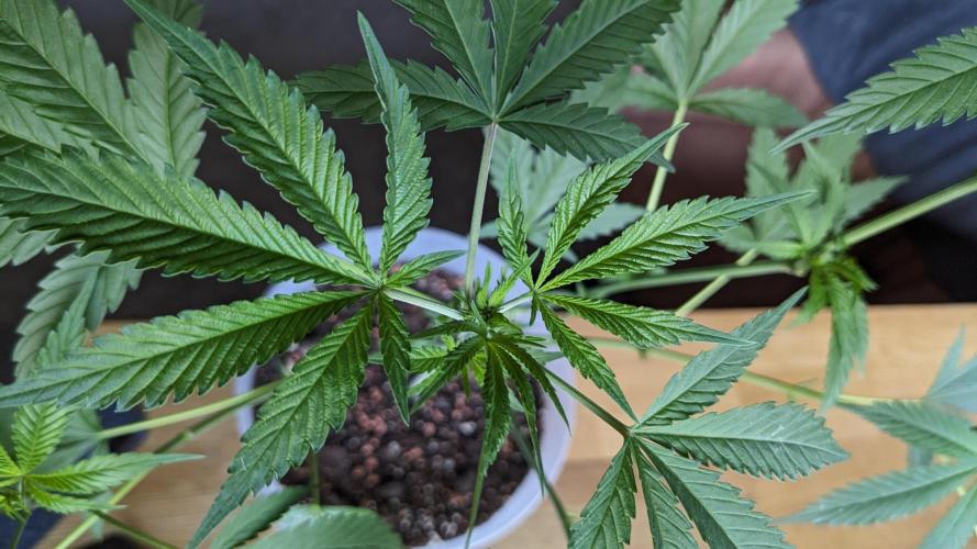 WINDOWSILL | Matanuska. Week 11