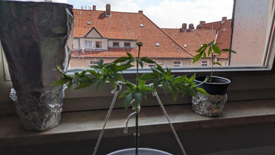 WINDOWSILL | Matanuska. Week 11