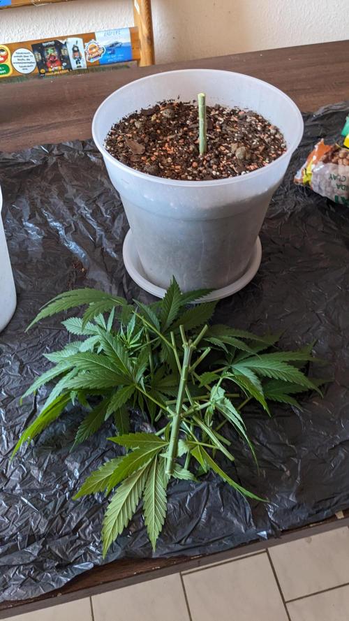 WINDOWSILL | Matanuska. Week 11