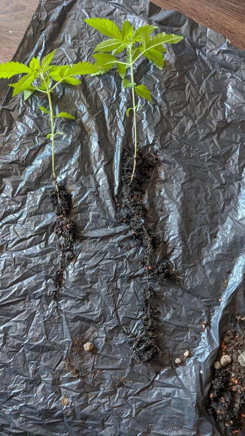 WINDOWSILL | Matanuska. Week 11