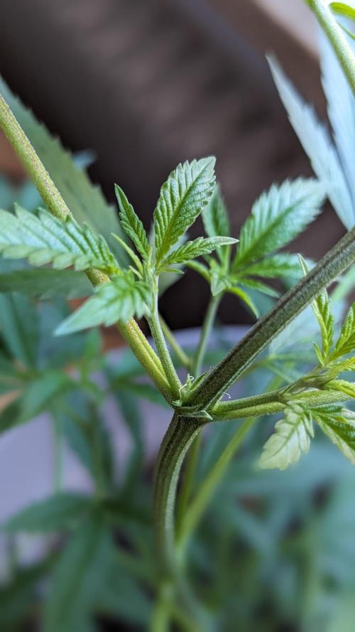 WINDOWSILL | Matanuska. Week 11