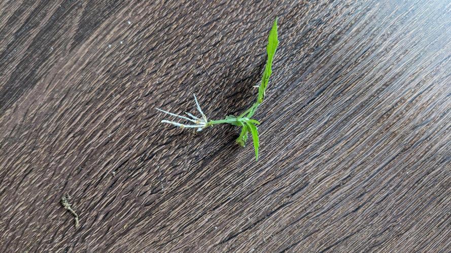 WINDOWSILL | Matanuska. Week 11