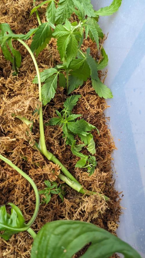 WINDOWSILL | Matanuska. Week 11