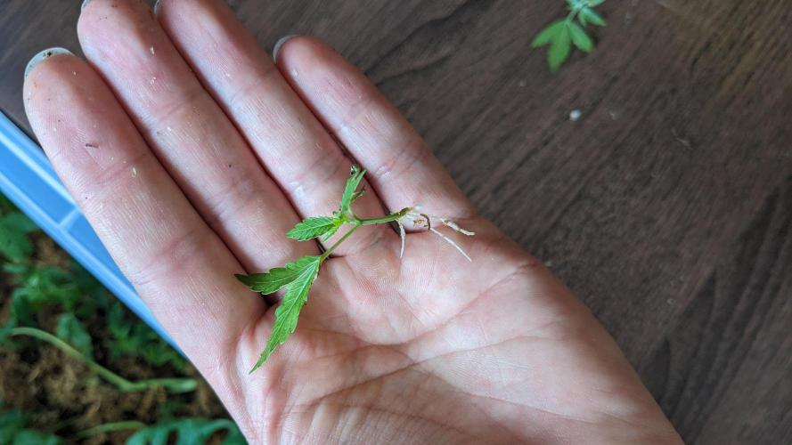 WINDOWSILL | Matanuska. Week 11