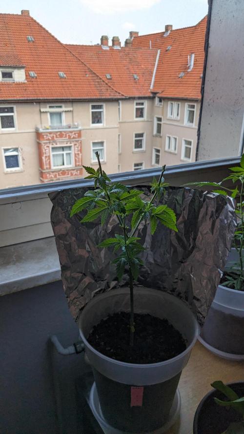 WINDOWSILL | Matanuska. Week 11