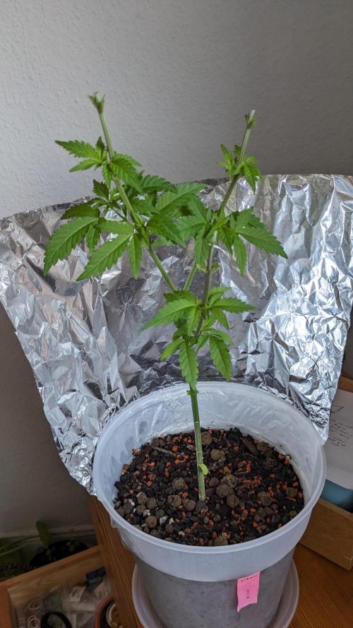 WINDOWSILL | Matanuska. Week 11