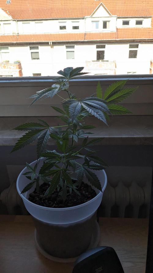 WINDOWSILL | Matanuska. Week 11