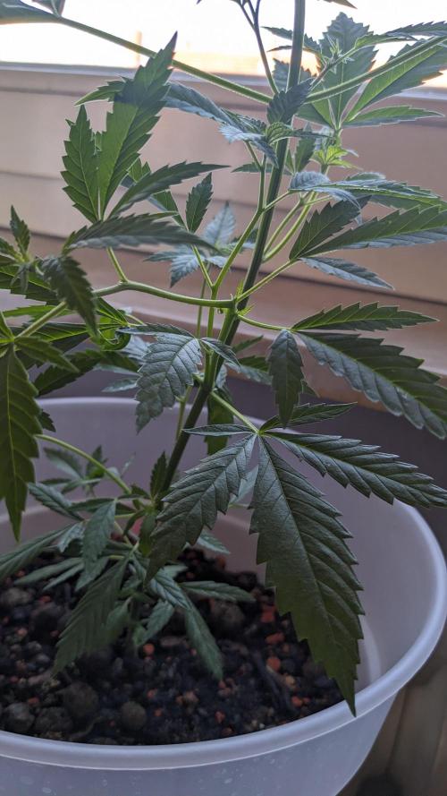 WINDOWSILL | Matanuska. Week 11