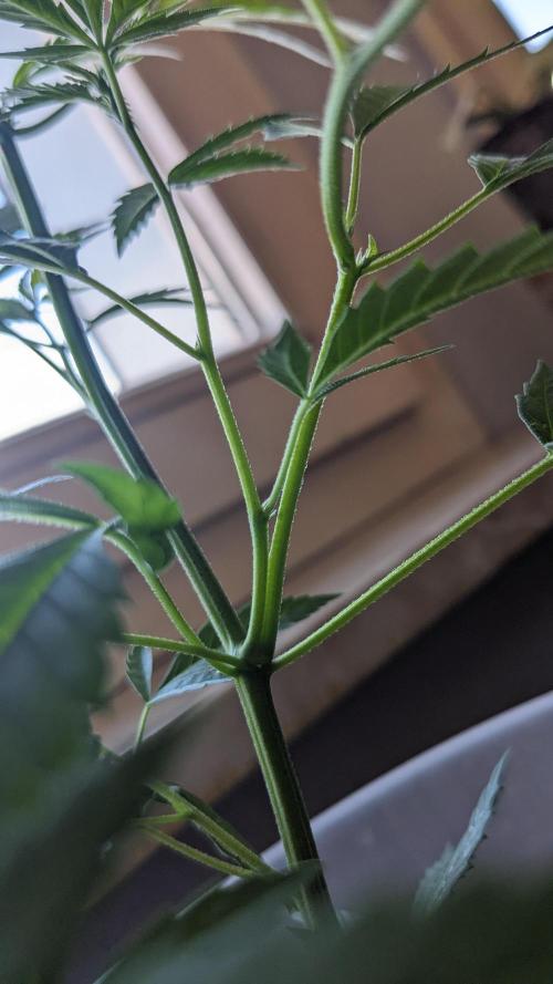 WINDOWSILL | Matanuska. Week 11