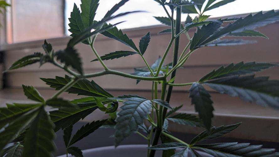 WINDOWSILL | Matanuska. Week 11