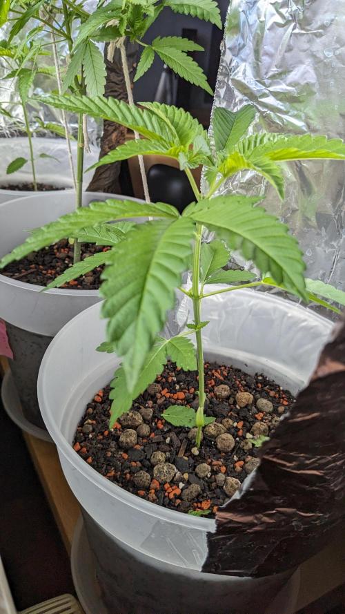 WINDOWSILL | Matanuska. Week 12