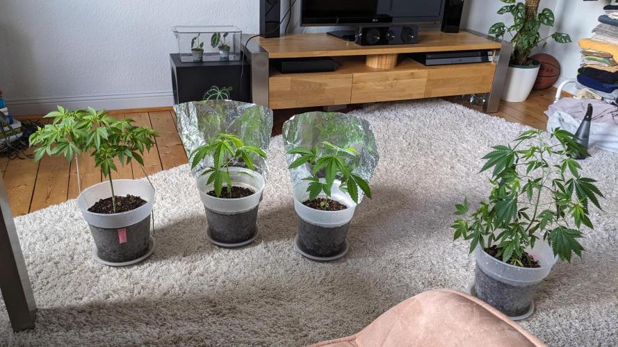 WINDOWSILL | Matanuska. Week 12