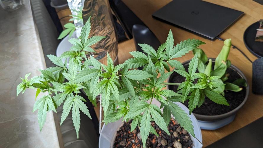 WINDOWSILL | Matanuska. Week 12