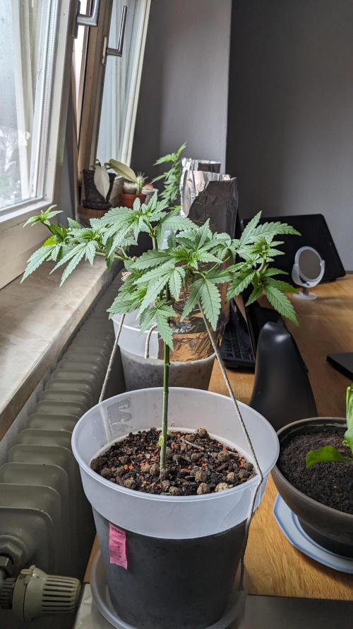 WINDOWSILL | Matanuska. Week 12