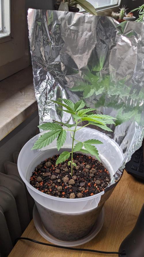 WINDOWSILL | Matanuska. Week 12